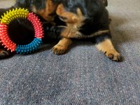 Koca Kafa Rottweiler Yavrular Xxl
