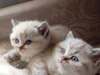Efsane british shorthair yavrularım