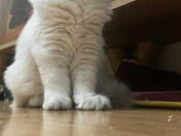 British Ahiretliklerim