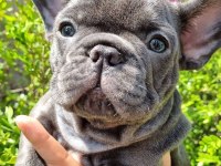 French bulldog yavru köpekler