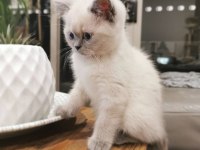 British Shorthair Yavruları