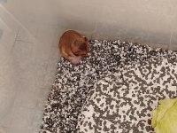 Suriye 2 Erişkin Erkek Hamster