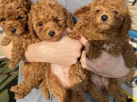 Red Brown Toy Poodle Kızlarım