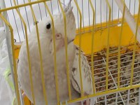 6 aylık sultan papağanı