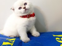 British Shorthair Yavrularımıza Yeni Yuvalarını Arıyoruz