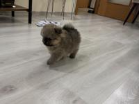 5 Pomeranian Yavrumuza Aile Arıyoruz