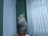 Seri Üretim Çift Sultan Papağanı