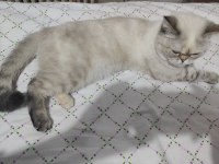 British Shorthair Mavi Gözlü