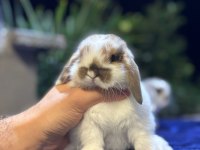 Safkan tavşan yavruları her yere gönderilir