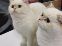 Veteriner Kontrollü British Yavrular