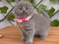 2.5 aylık dişi scottish fold ayıcık suratlı