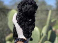 Sağlık Ve Irk Garantili Poodle Yavrularımız