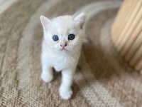 British Shorthair Yavru Kediler Rezerveye Açık!