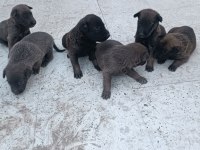 Belçika Kurdu Yavruları 8 Adet