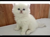 Kocaeli safkan show kalite british bebekler