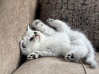 Özel yetiştirilmiş wcf kayıtlı british shorthair yavru