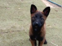 Teslime Hazır Belçika Kurdu (Malinois) Yavruları