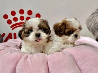 Irk ve sağlık garantili hypo mini shih tzu bebekler
