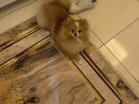 10 aylık dişi pomeranian