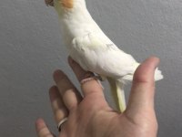 Yavru sultan papağanları