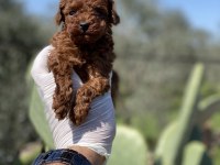 Sağlık ve ırk garantili toy poodle yavrularımız