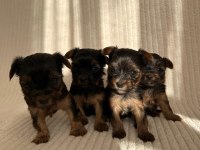 Teacup Yorkshire Terrier Ev Doğumlu Yavrular