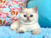Dünya tatlısı british shorthair yavruları