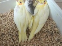 Çift Sultan Papağanımız