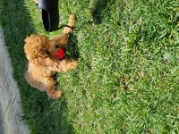 Dişi Aşıları Tam Tuvalet Eğitimli Özel Fiyat Son Hafta