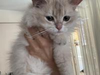British Longhair Ay11 Erkek Yavrumuza Yuva Arıyoruz