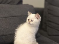 Golden point british shorthair kızımız