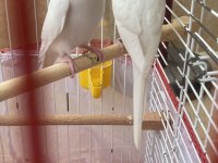 Çift Tek Takım Muhabbet Kuşları Damızlık Yavru