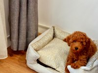 Harika bir köpektir