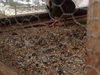 1 Yaşında Erkek Keklik