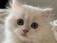 Kusursuz british longhair 3 aylık