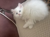 3 Aylık Yavru British Longhair Kediler