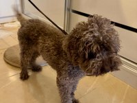 Kuki duru torunun poodle