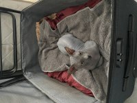 Kanada Sfenks Yavrularımız