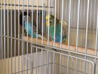 Renk Güzeli Genç Bakıcı Takım Muhabbet Kuşu