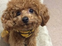 Orjinalyus poodle