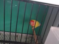 Sevda Papağanı Çift Ve Yavru