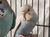 Yavru Muhabbet Kuşlar