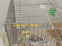 Erkek 1.5 Yaşında Sultan Papağanı