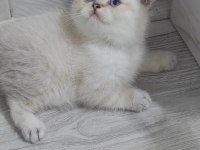 Kalite British Longhair Bebek Teslime Hazır