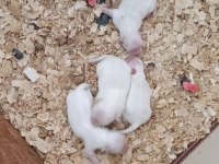 Safkan Pomeranian Spitz Yavrular