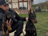 Şampiyon Üreticiden Şampiyon Doberman Yavruları