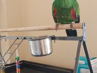 5 Yaşında Eclectus
