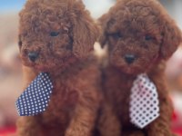 Safkan Irk Ve Sağlık Garantili Toy Poodle