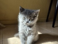 50 Günlük British Kızlarımız