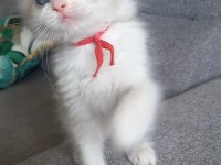 Son Bir Safkan Ragdoll